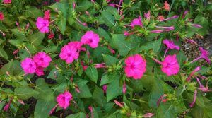 Four O’Clock Flower: A Colorful Evening Bloomer