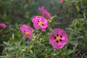 The Resilience and Beauty of the Rock Rose Flower