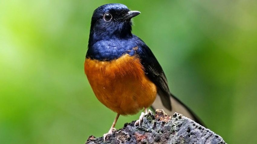 Burung Murai sebagai Investasi Hobi: Potensi Untung dari Dunia Kicau