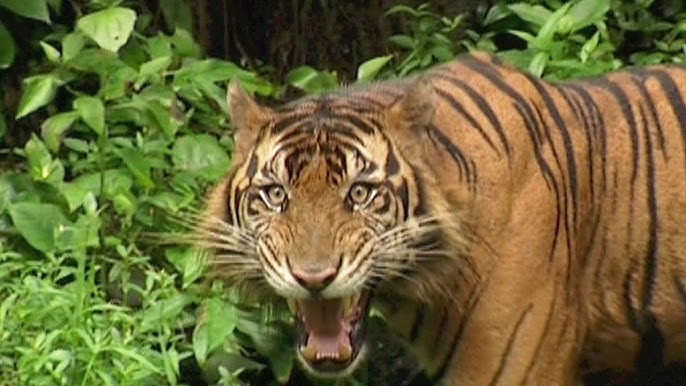 Satwa Terlindungi Harimau Sumatra Terjebak di Perangkap Pemburu Liar